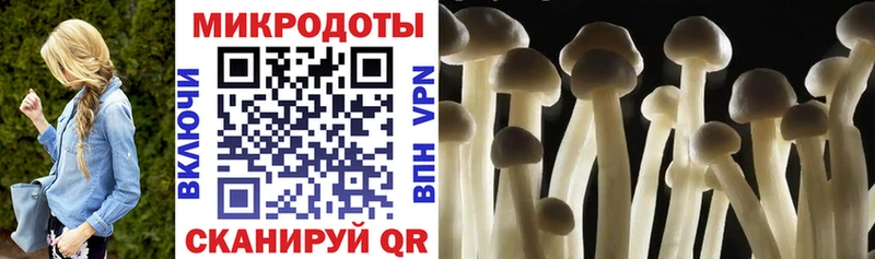 что такое   Темрюк  Псилоцибиновые грибы Psilocybe 